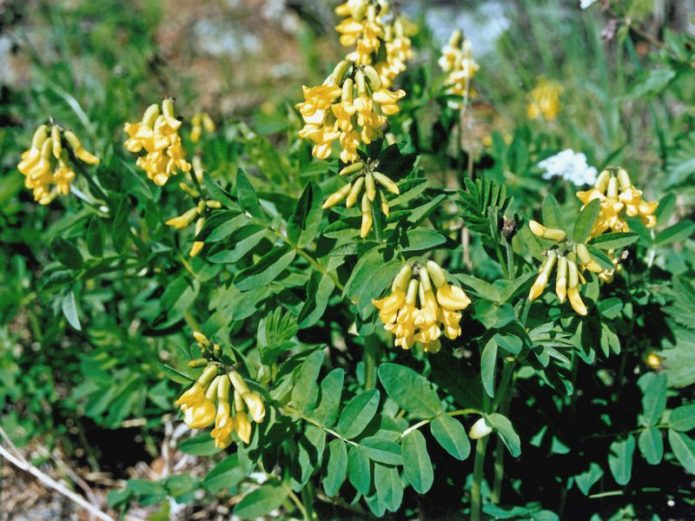 Paya astragalus