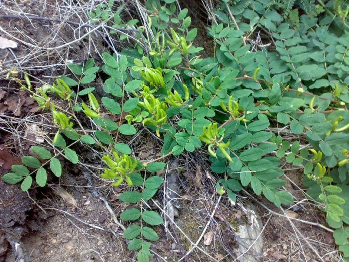 Astragalus berdaun malt