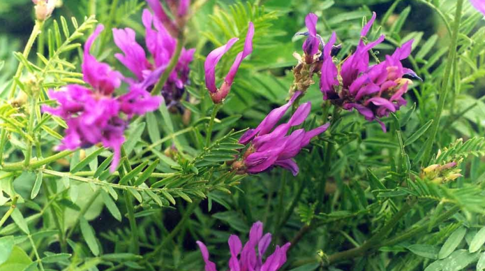 Astragalus membran