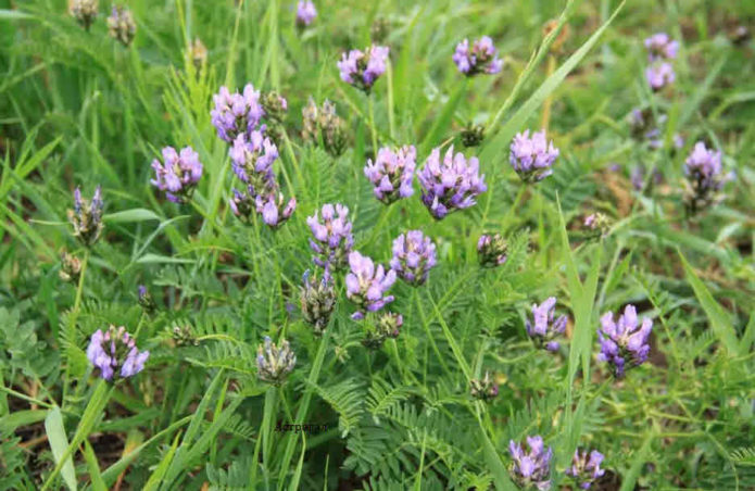 Astragalus berpasir