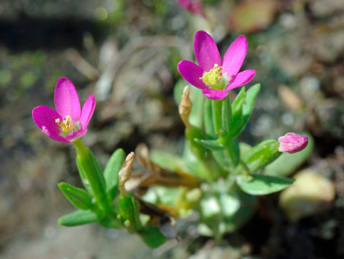 Centaury cantik