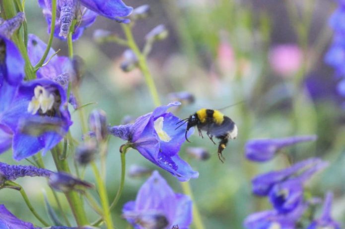 Larkspur di ladang