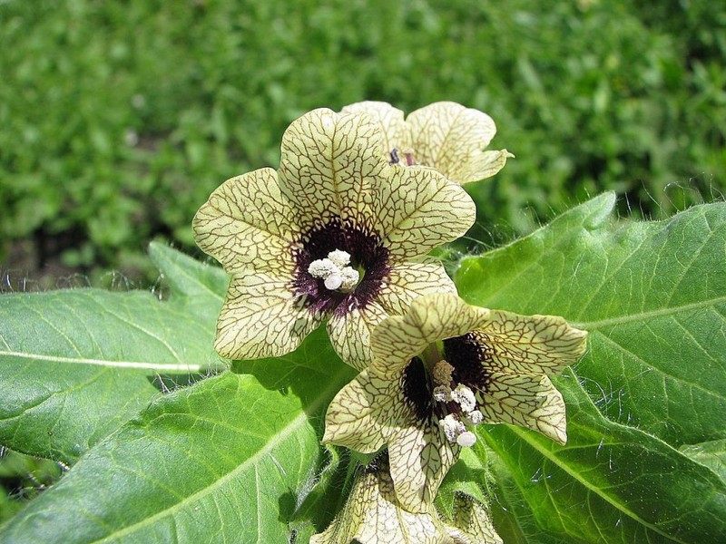 Dioscorea Caucasian - akar panjang umur untuk mengekalkan usia muda dan kesihatan yang baik