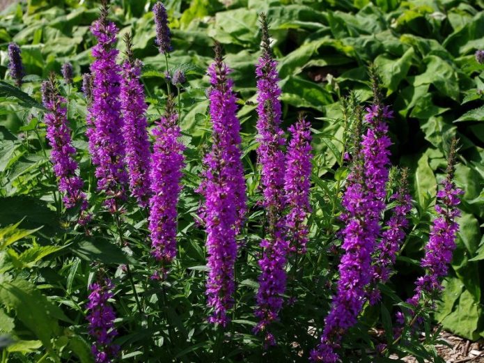 Hyssop Anise