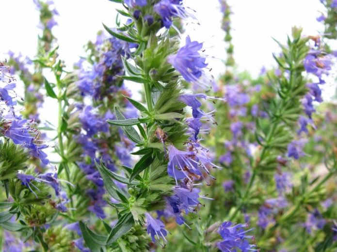 Kapur Hyssop