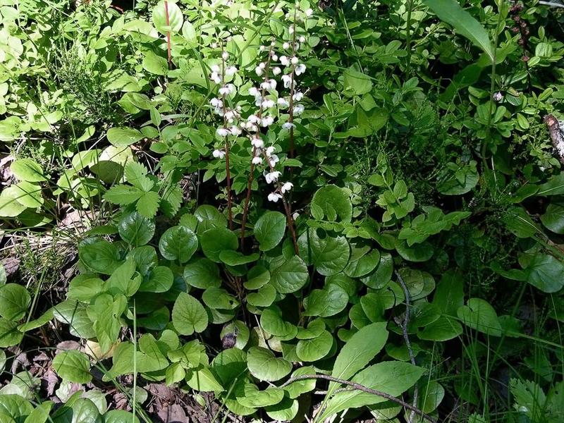 Cara melupakan penyakit wanita: gunakan hijau musim sejuk dengan daun bulat!