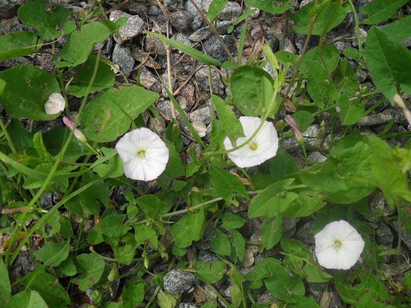 Field bindweed di laman web