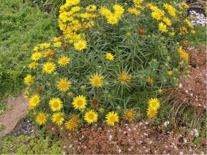 Elecampane British