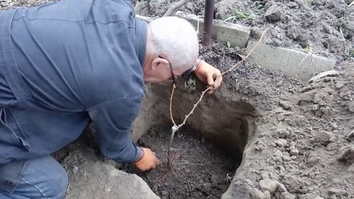 Menanam anggur di lubang pada musim luruh