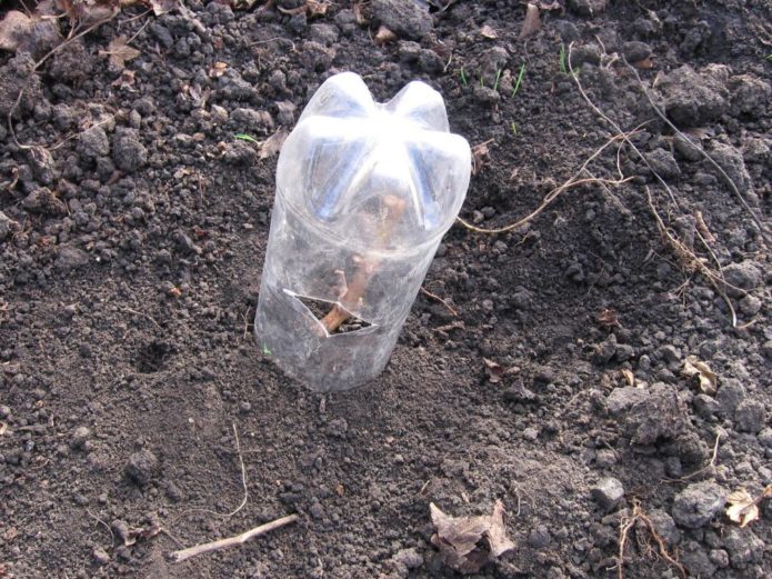 Chubuk anggur di bawah sebotol