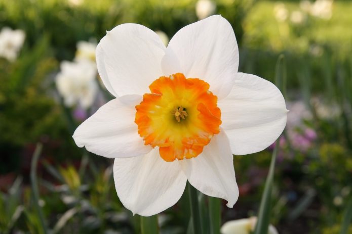 Bunga Daffodil