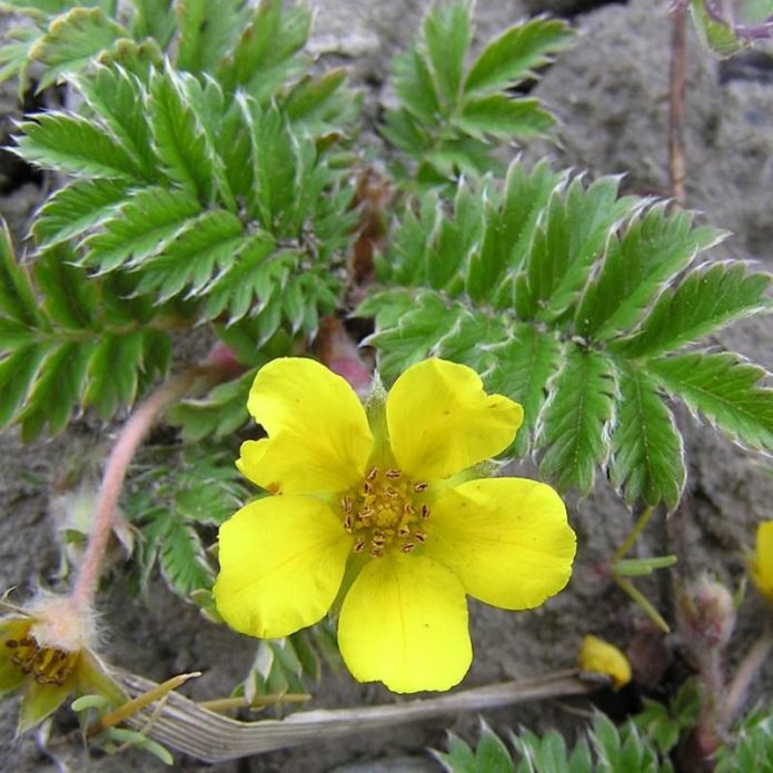 Cinquefoil angsa