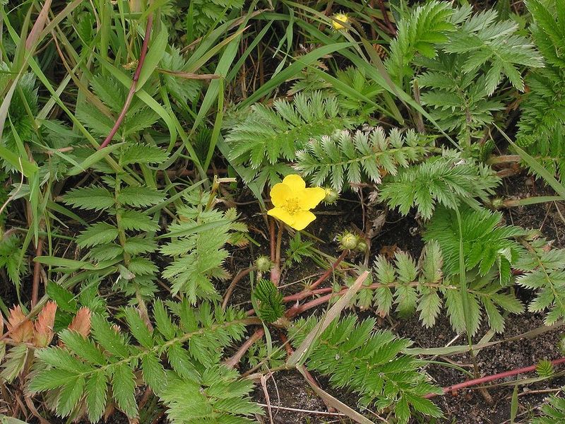 Cinquefoil angsa