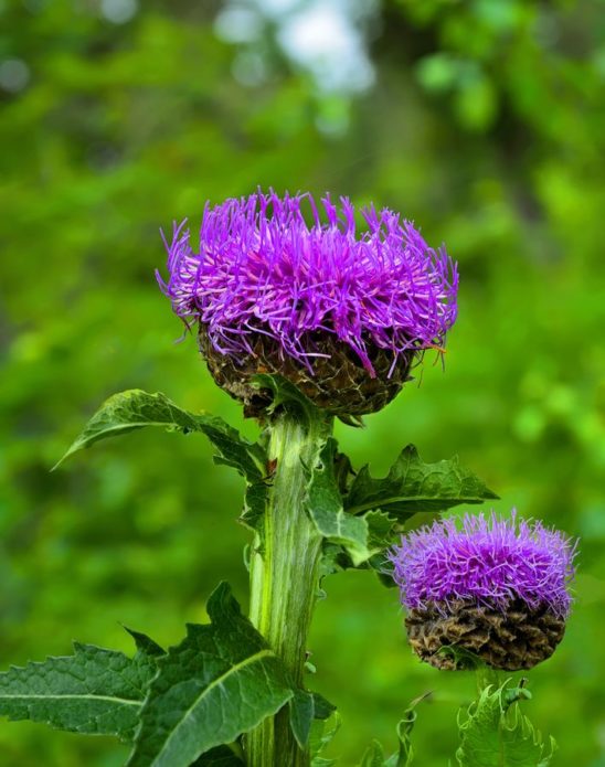 Leaffea safflower