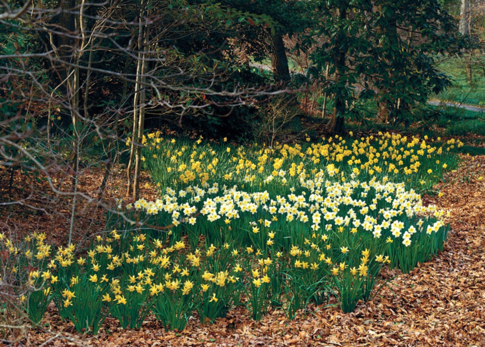 Daffodil di padang terbuka