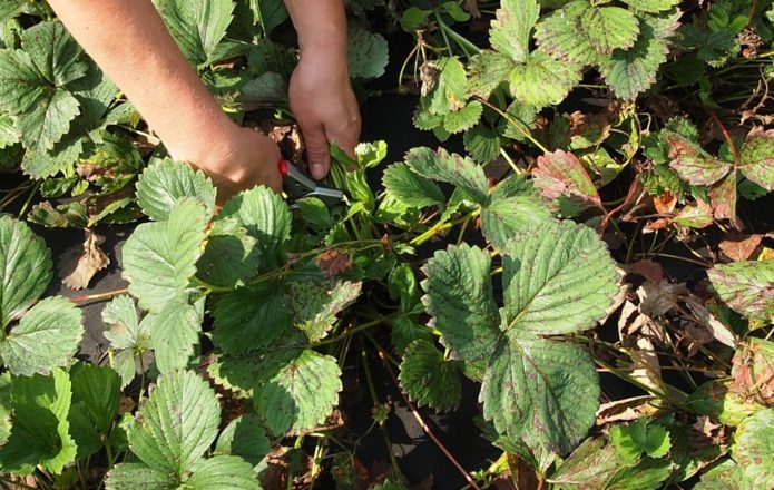 Memangkas batang strawberi