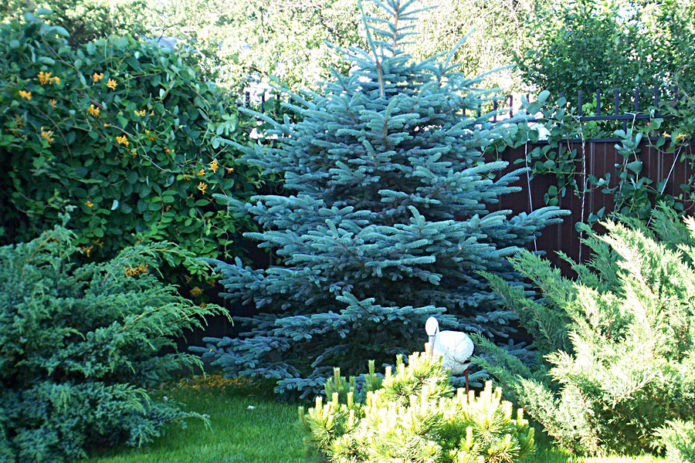 Spruce dalam reka bentuk landskap