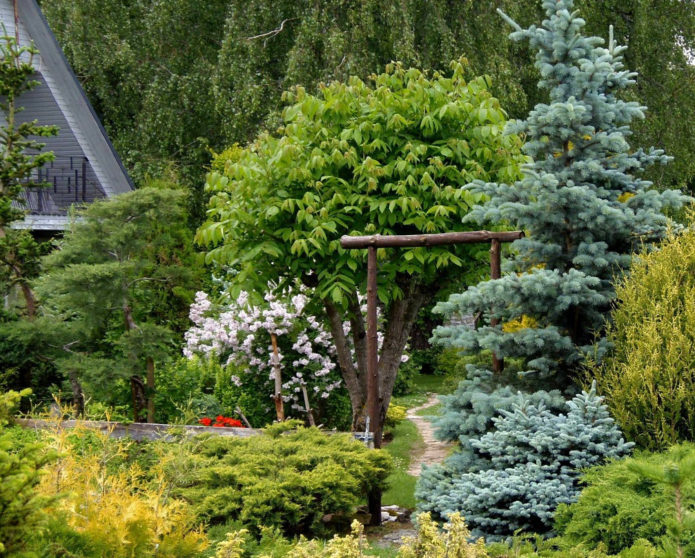 Spruce dalam reka bentuk landskap