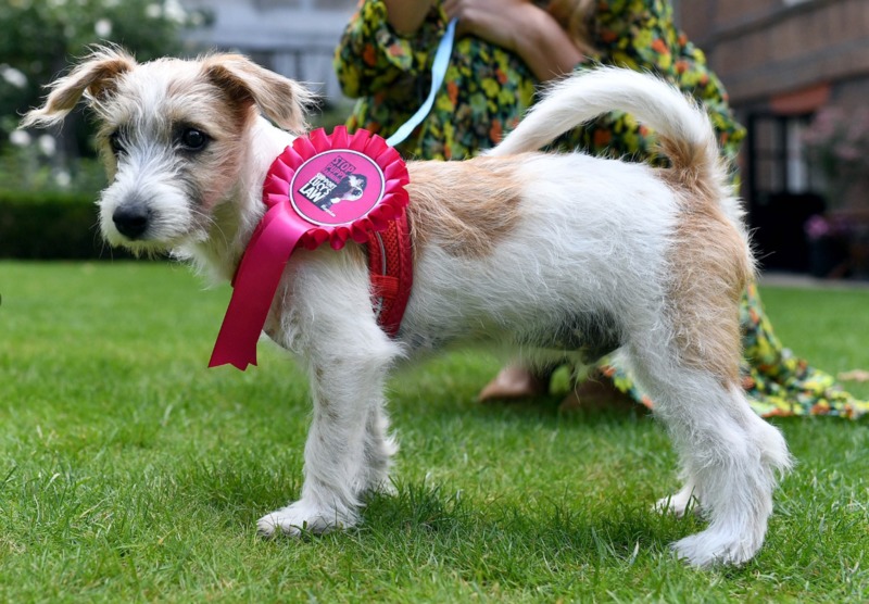 anak anjing boris johnson