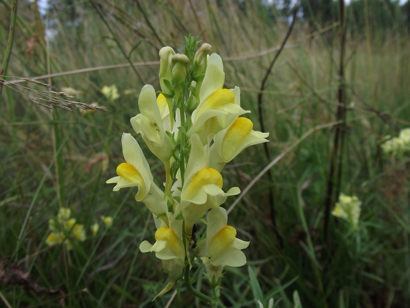 Toadflax biasa