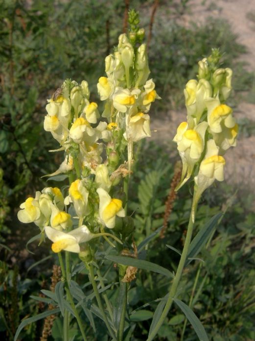 Toadflax biasa