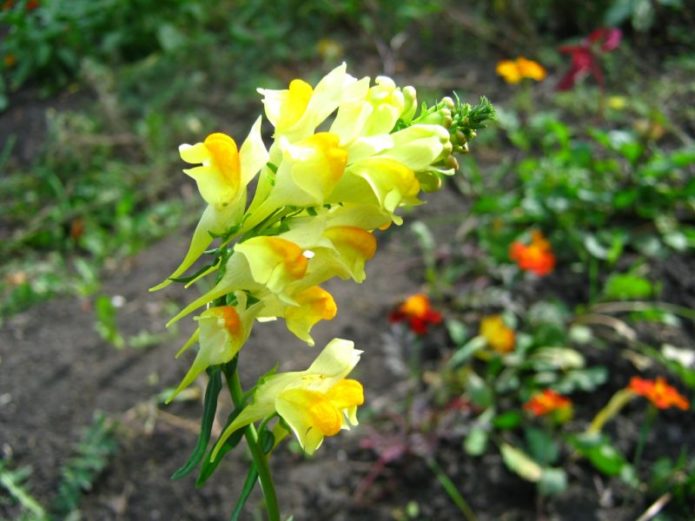 Toadflax di laman web ini