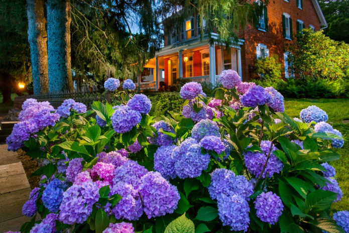 Hydrangeas dalam reka bentuk landskap