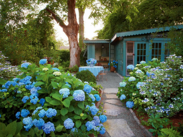 Hydrangeas dalam reka bentuk landskap