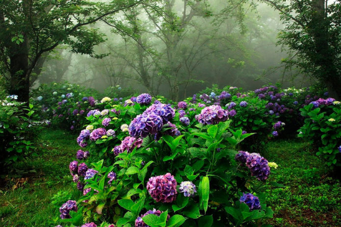 Hydrangeas dalam reka bentuk landskap