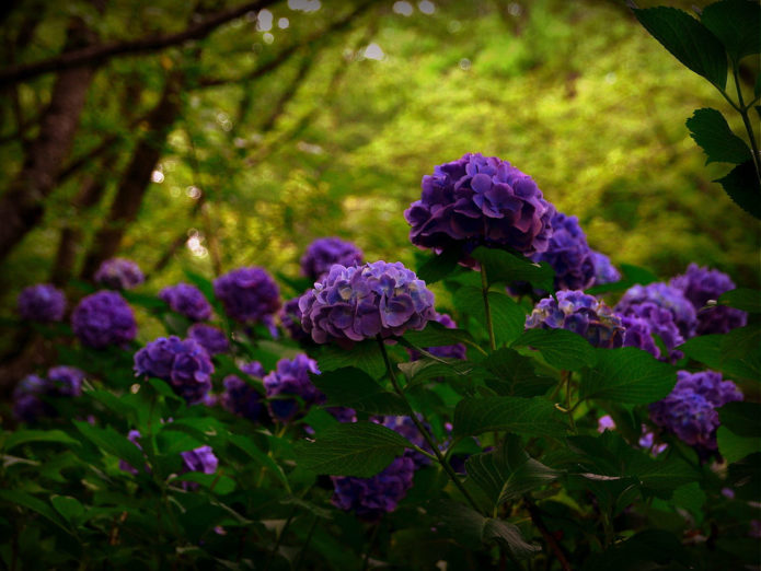 Hydrangeas dalam reka bentuk landskap