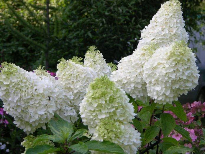 Hydrangeas dalam reka bentuk landskap