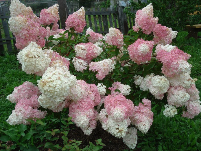 Hydrangeas dalam reka bentuk landskap