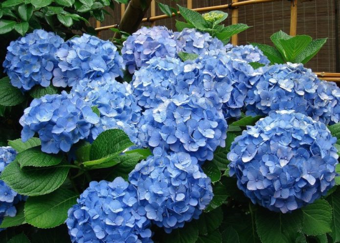 Hydrangea