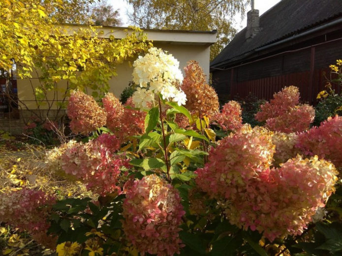 Hydrangea pada musim luruh