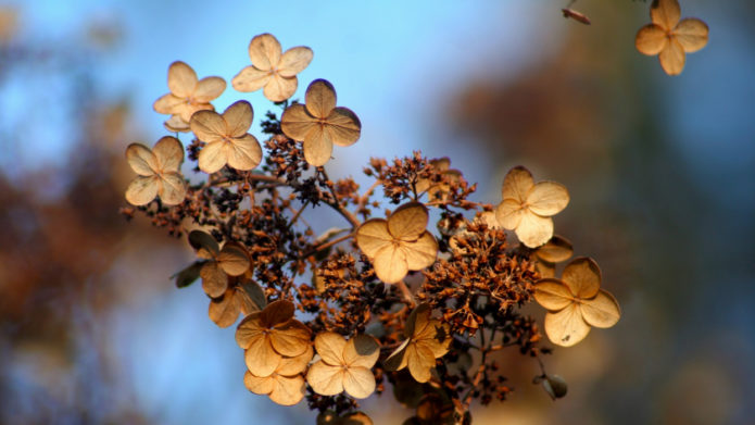 Hydrangea pada musim luruh