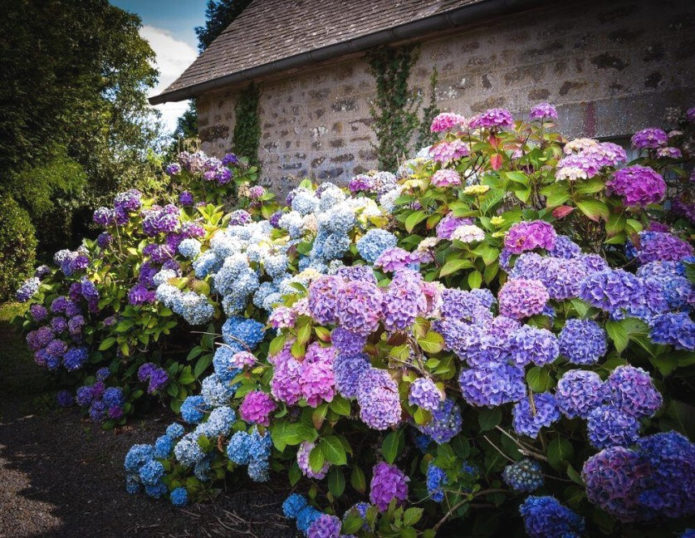 Hydrangea semak