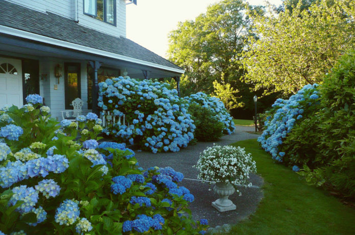 Hydrangea semak