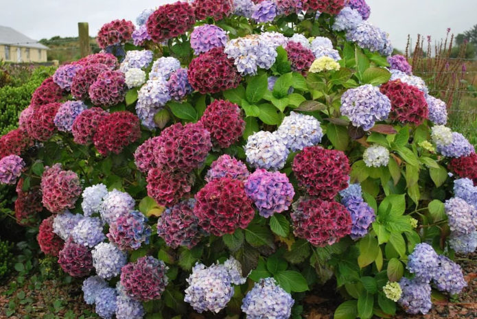 Hydrangea semak