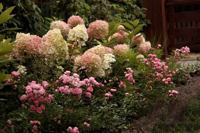 Hydrangea di kawasan campuran