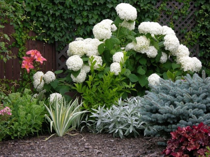 Hydrangea dengan konifer