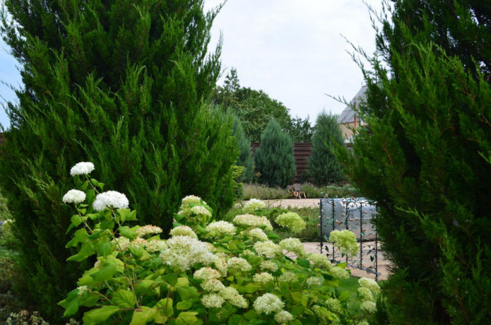 Hydrangea dengan konifer