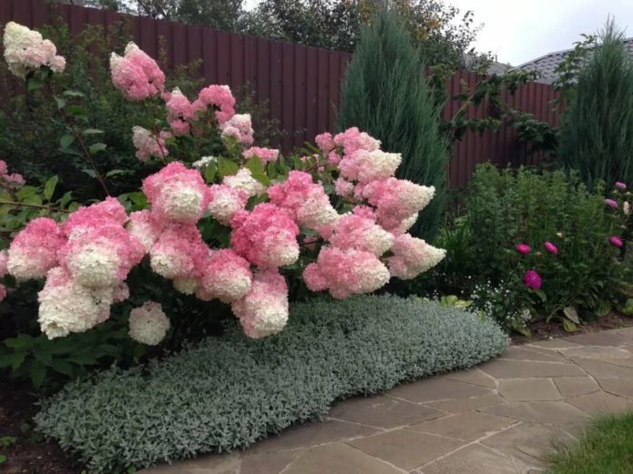 Hydrangea dengan konifer