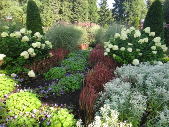 Hydrangea dengan konifer