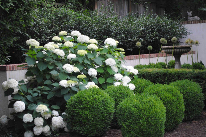 Hydrangea dengan konifer