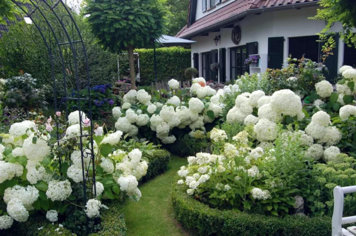 Hydrangea dan kayu kotak