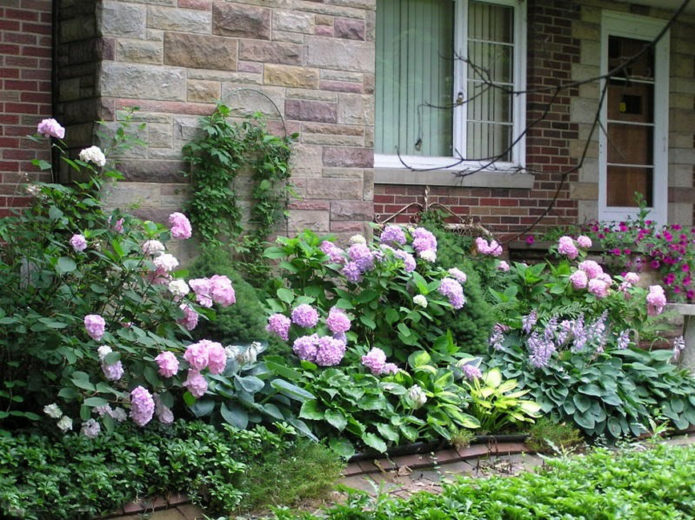 Hydrangea dan tuan rumah