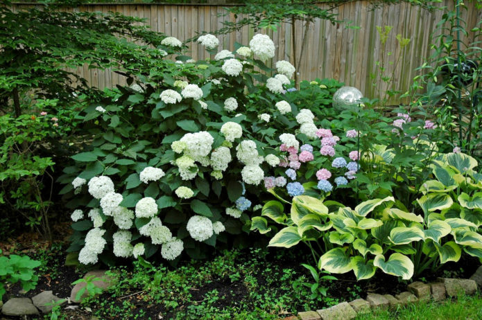 Hydrangea dan tuan rumah