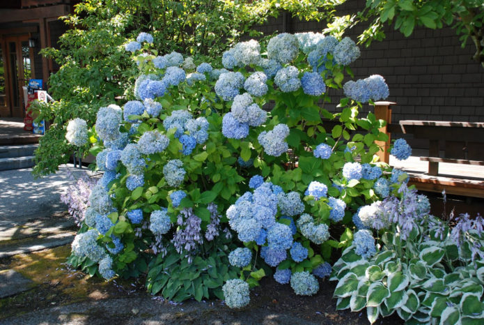 Hydrangea dan tuan rumah