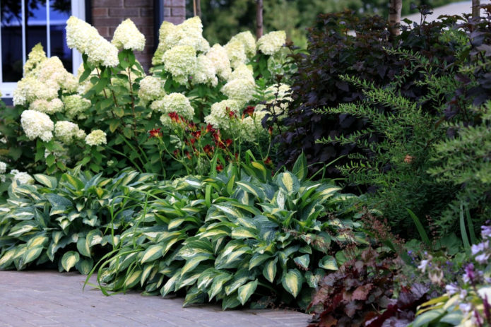 Hydrangea dan tuan rumah