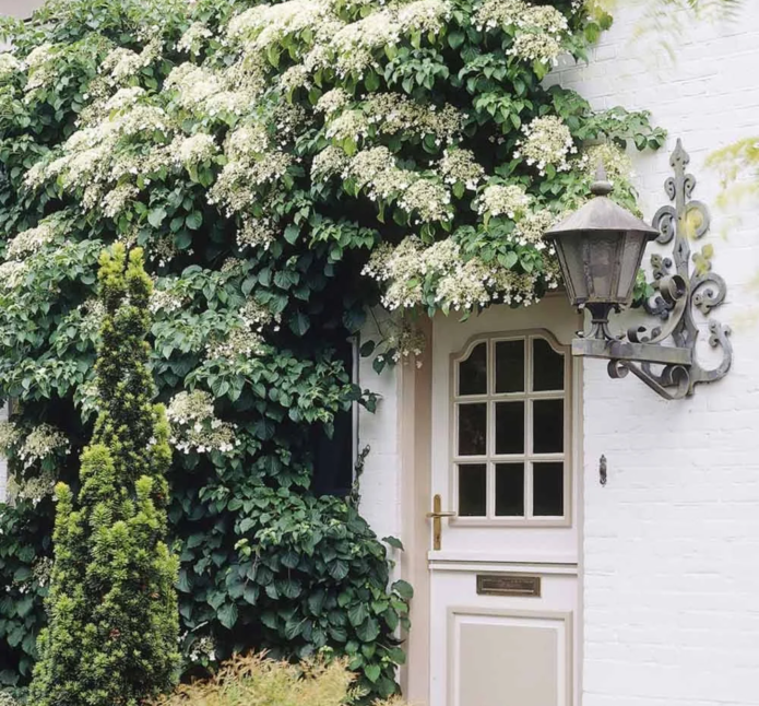 Hydrangea Petiolaris